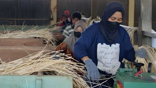 Rattan Harvesting Indonesia