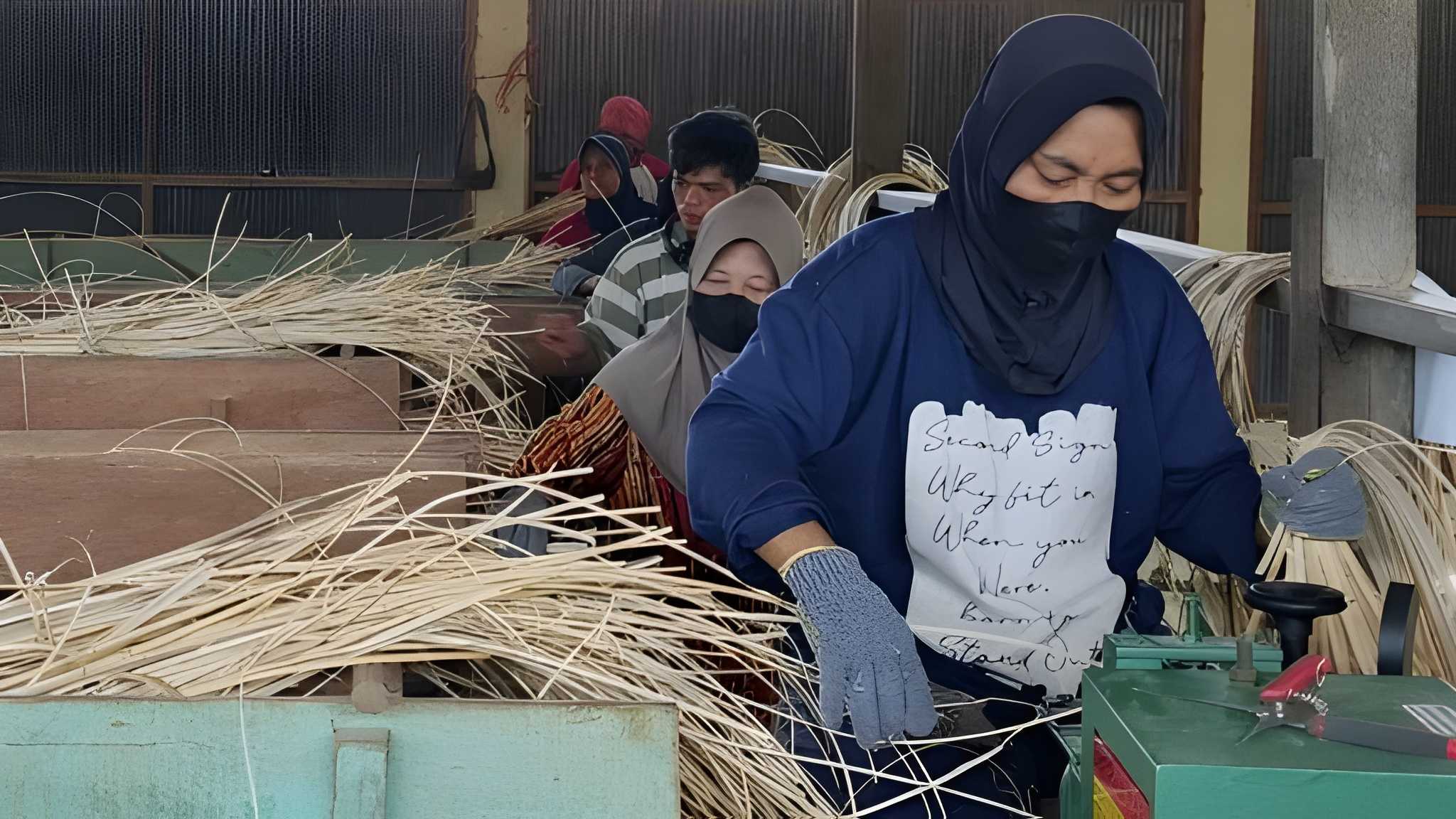 Rattan Harvesting Indonesia