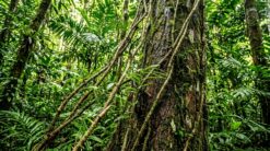 Tropical Rattan Palm Vines In Southeast Asian Rainforest